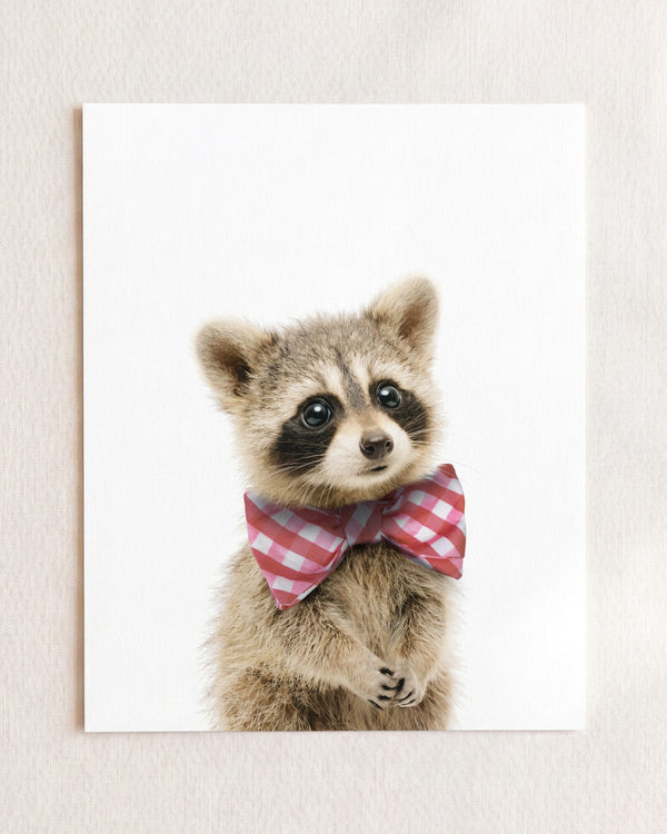 Baby Raccoon