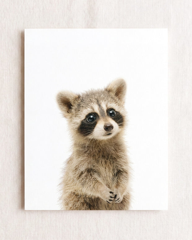 Baby Raccoon