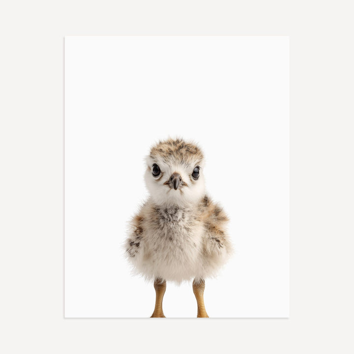 Baby Seagull