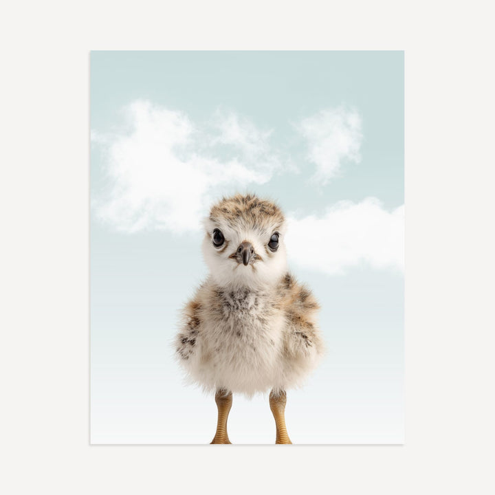 Baby Seagull