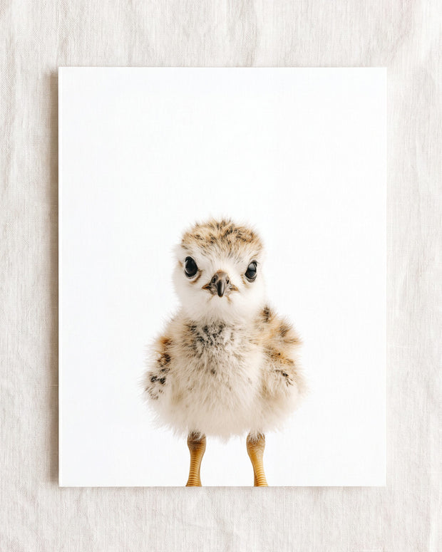 Baby Seagull