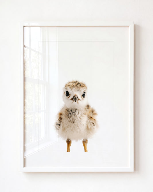 Baby Seagull — Framed