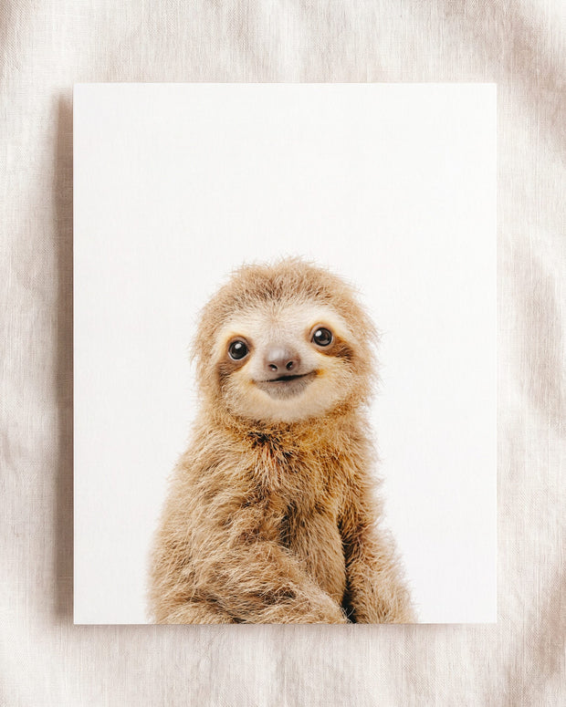 Baby Sloth