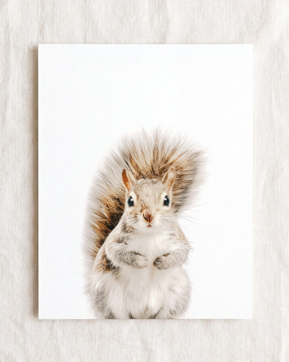 Baby Squirrel
