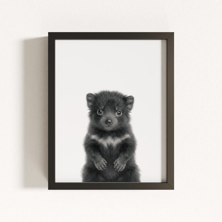 Baby Tasmanian Devil