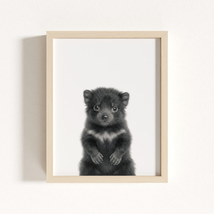 Baby Tasmanian Devil