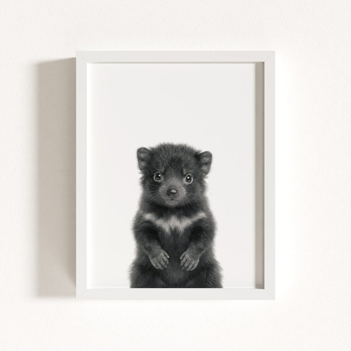 Baby Tasmanian Devil