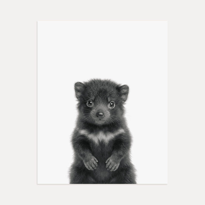 Baby Tasmanian Devil