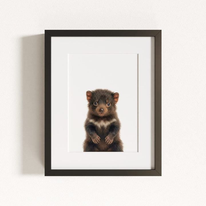 Baby Tasmanian Devil