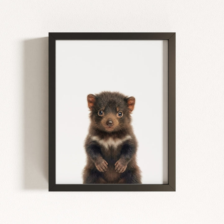 Baby Tasmanian Devil