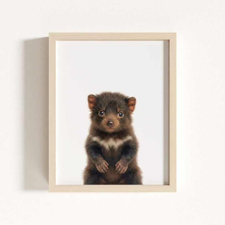 Baby Tasmanian Devil