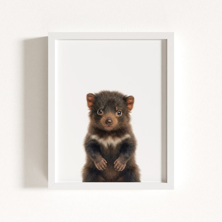 Baby Tasmanian Devil