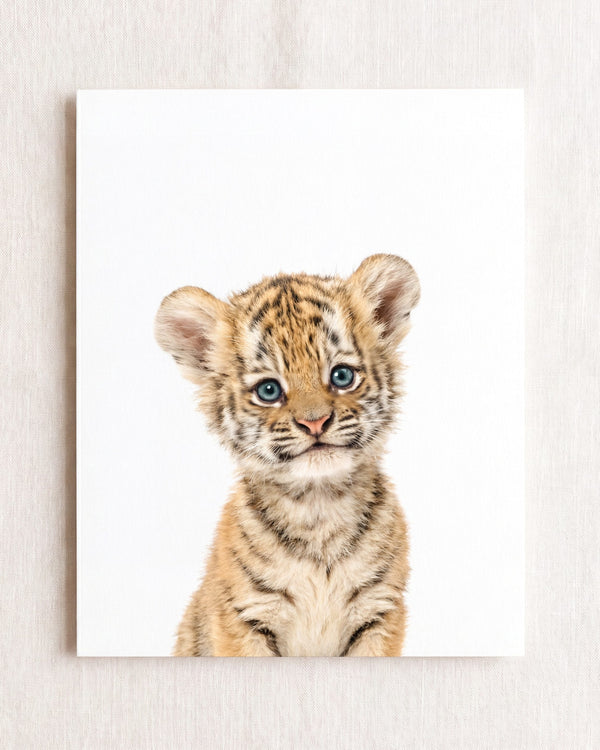 Baby Tiger