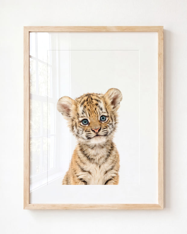 Baby Tiger