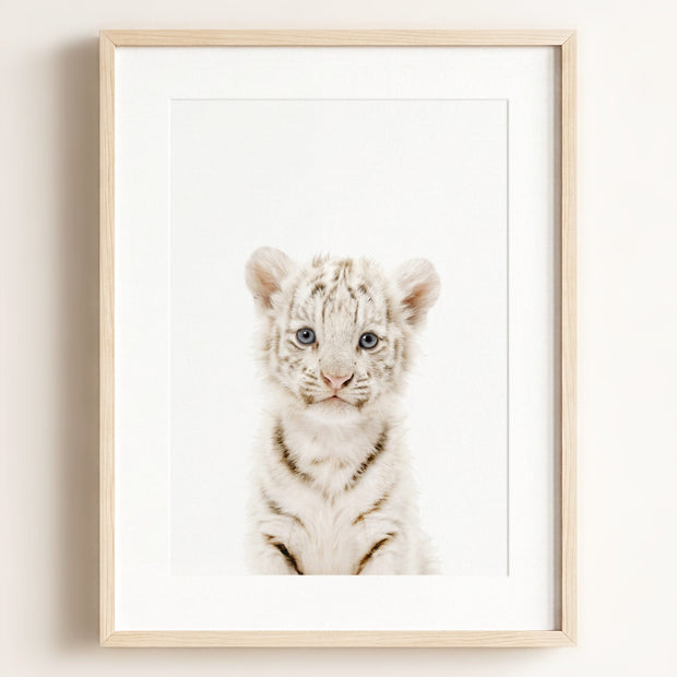 Baby White Tiger
