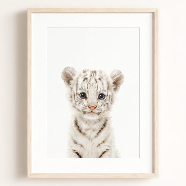 Baby White Tiger