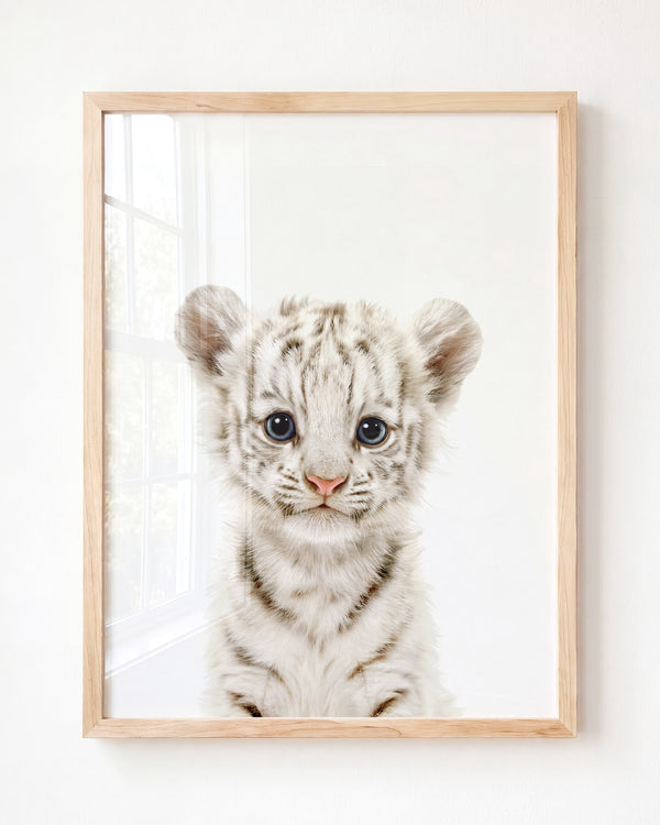 Baby White Tiger — Framed Art