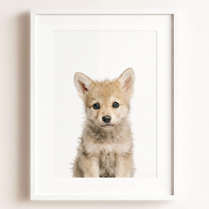 Baby Wolf