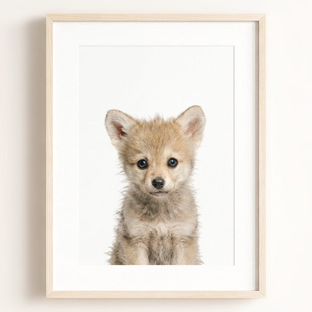 Baby Wolf