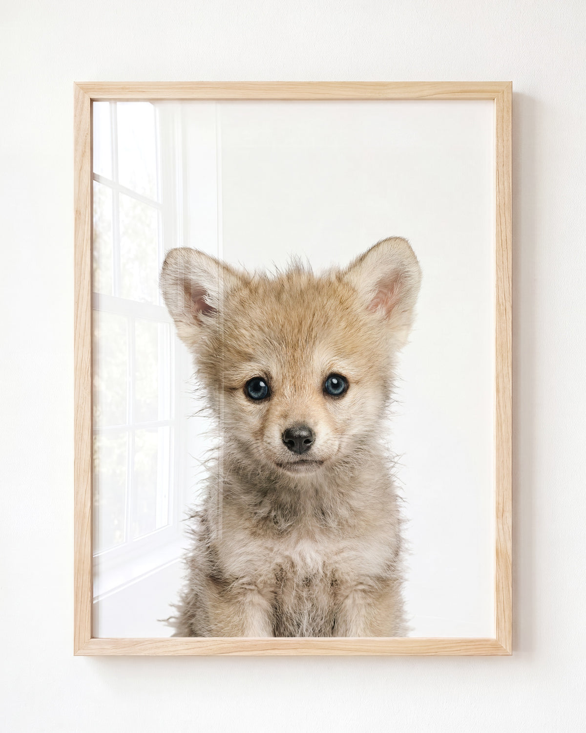 Baby Wolf – Framed