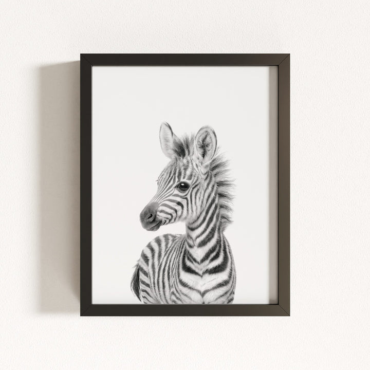 Baby Zebra