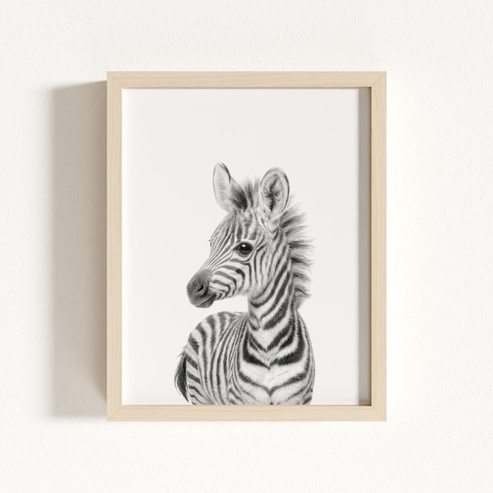 Baby Zebra