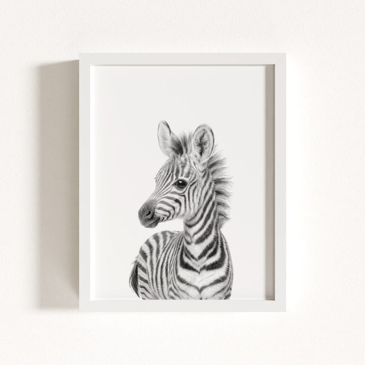 Baby Zebra