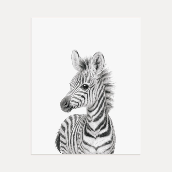 Baby Zebra