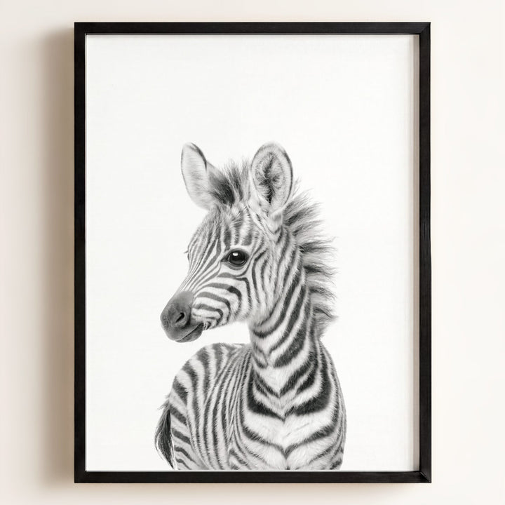 Baby Zebra