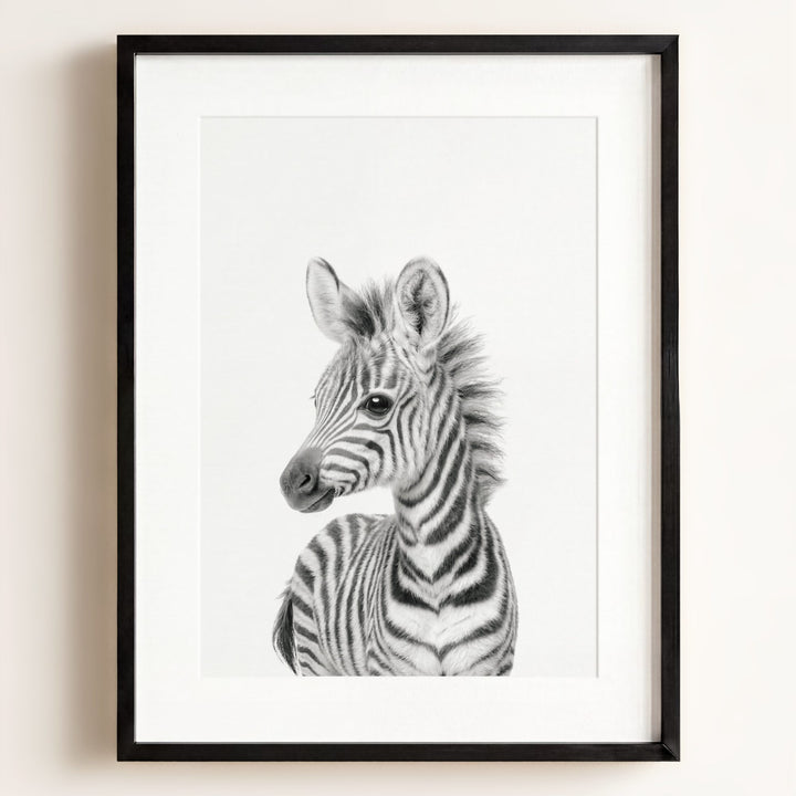 Baby Zebra