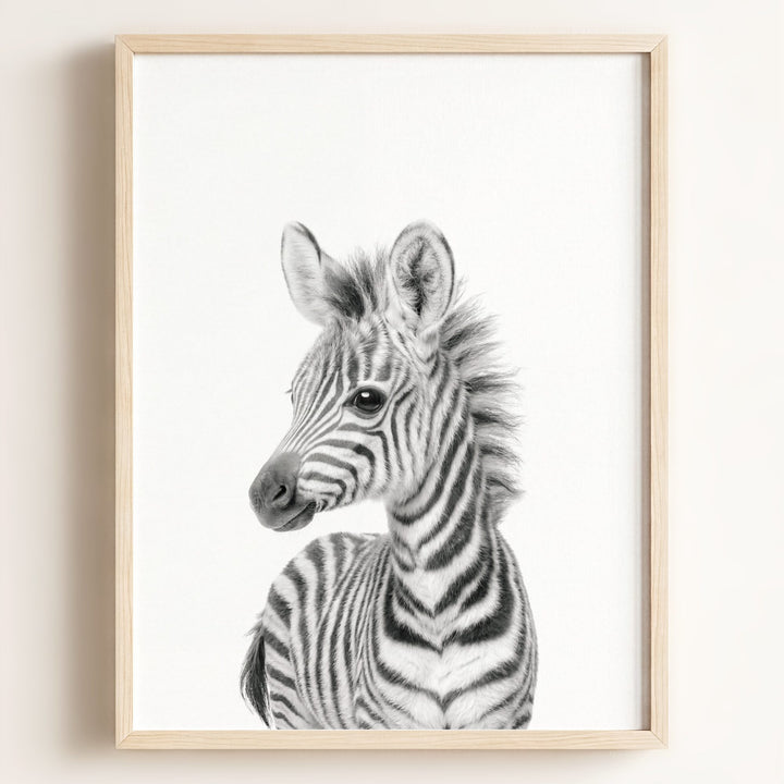 Baby Zebra