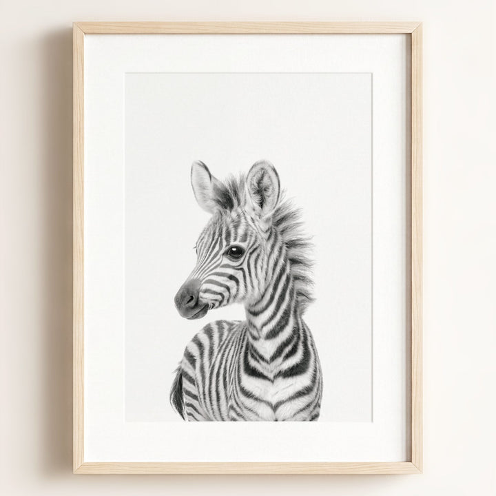 Baby Zebra