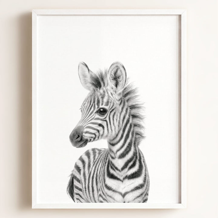 Baby Zebra