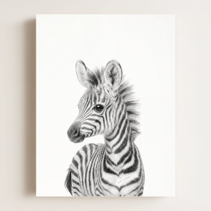 Baby Zebra