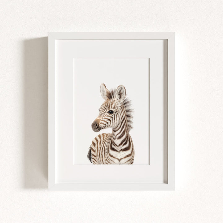 Baby Zebra