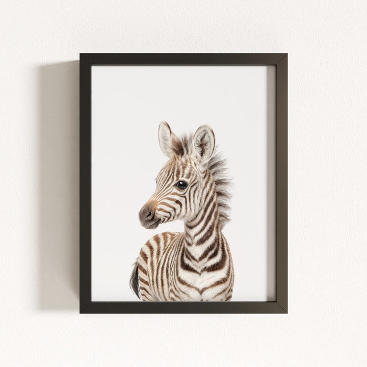 Baby Zebra