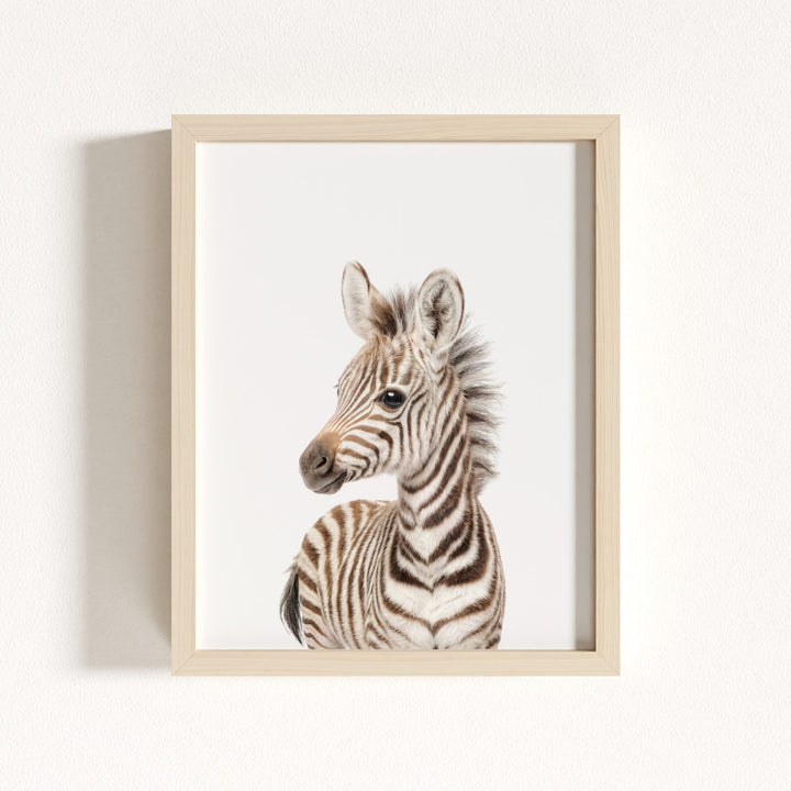 Baby Zebra