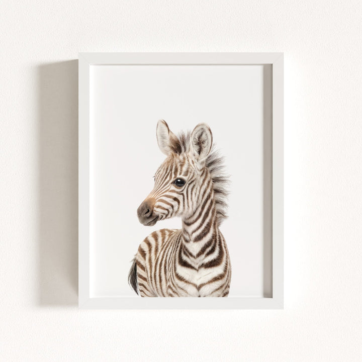 Baby Zebra