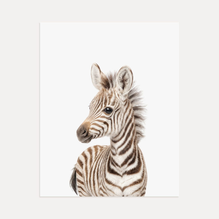 Baby Zebra