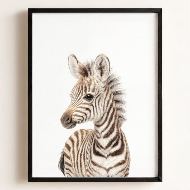 Baby Zebra