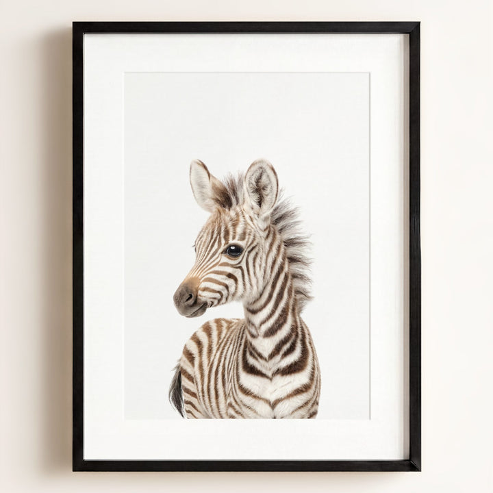 Baby Zebra