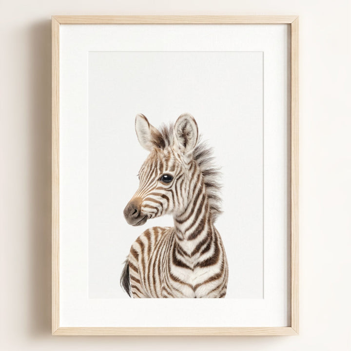 Baby Zebra