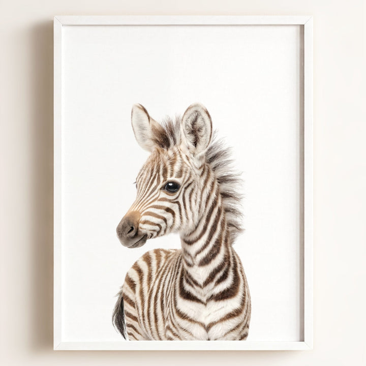 Baby Zebra