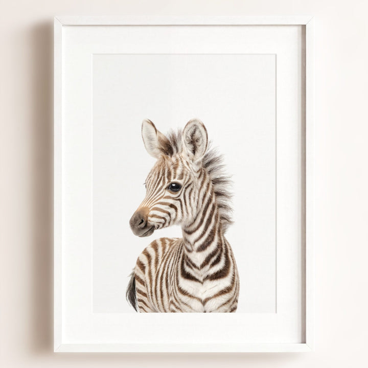 Baby Zebra