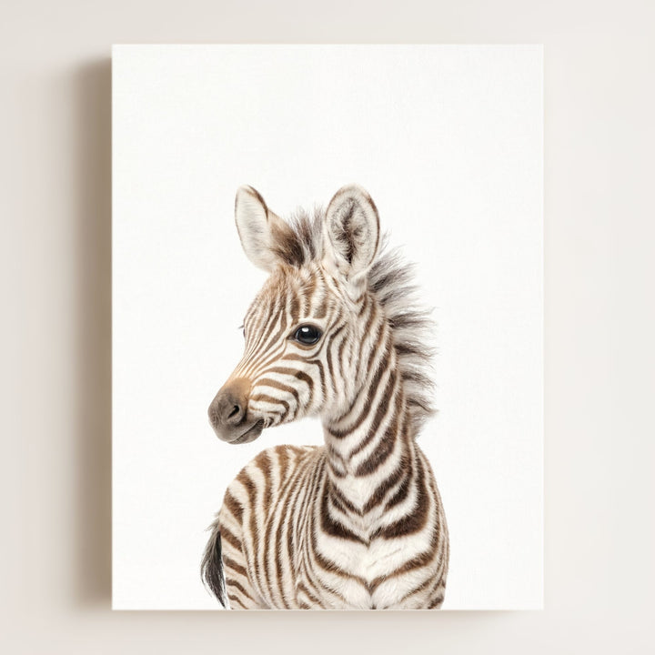 Baby Zebra