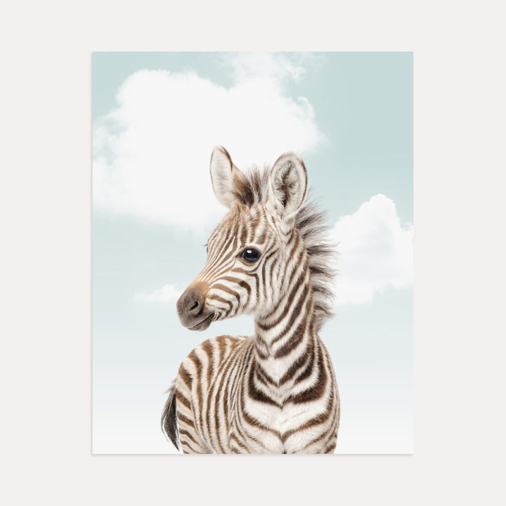 Baby Zebra