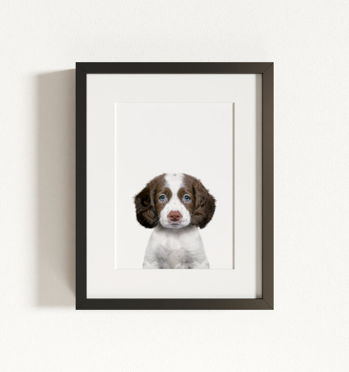 Baby Puppy Springer Spaniel Portrait Framed Art