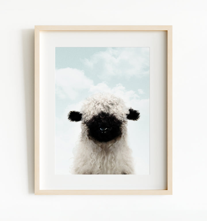 Baby Blacknose Sheep