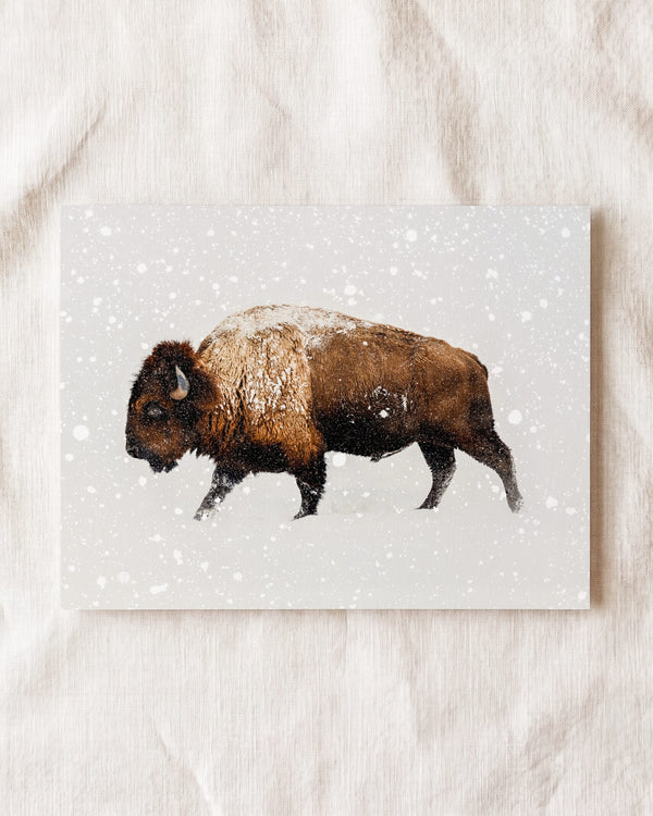 Buffalo in Snow