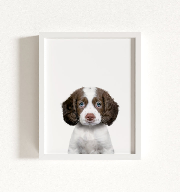 Baby Puppy Springer Spaniel Portrait Framed Art